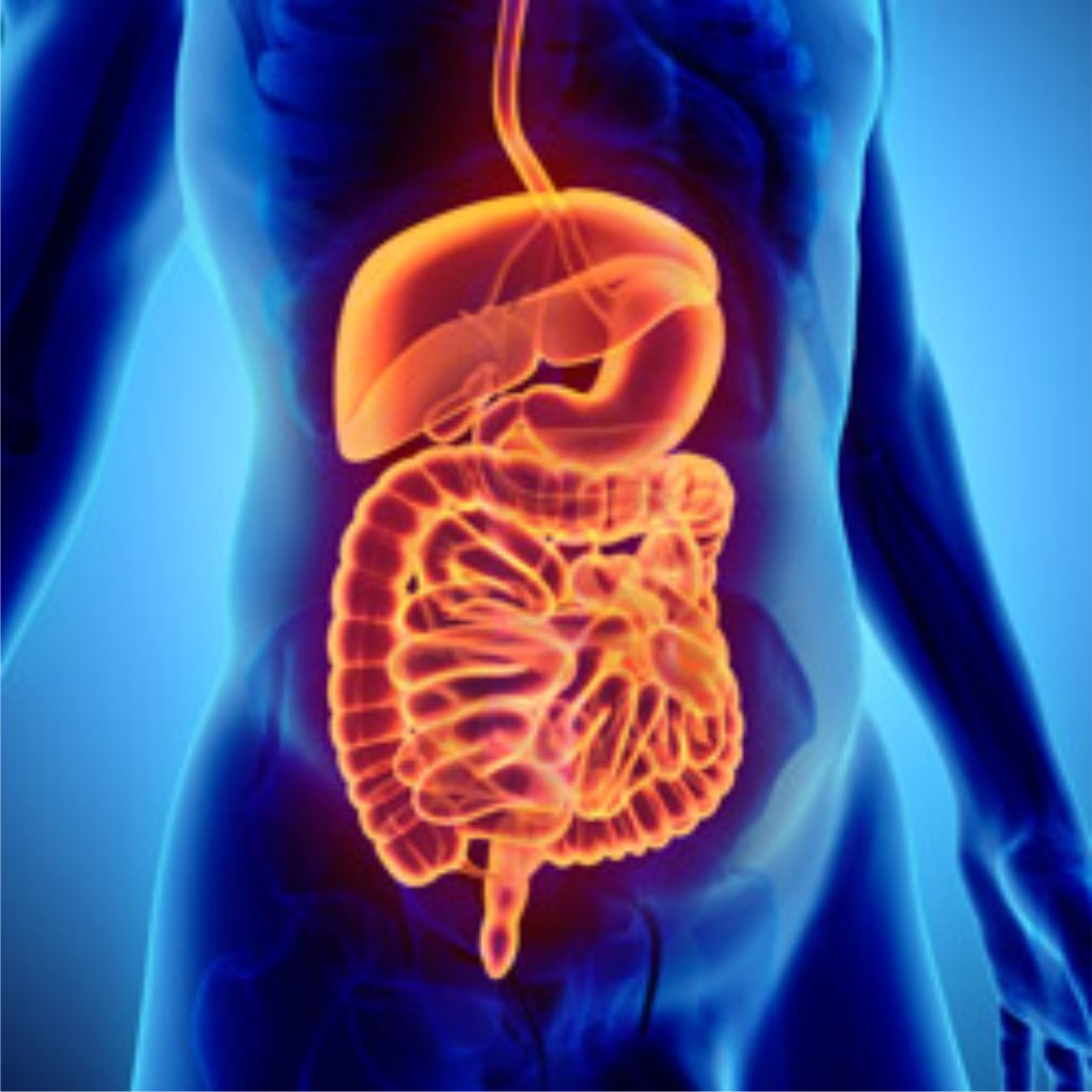 digestive-helth.jpg